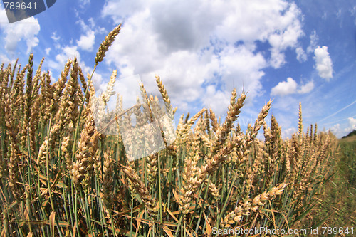 Image of corn and blue sky