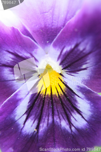 Image of violet flower detail