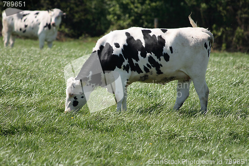 Image of cows