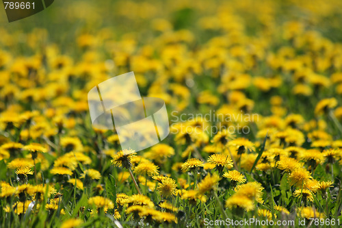Image of dandelion background