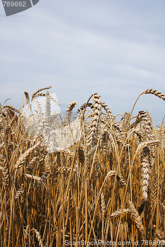 Image of golden corn