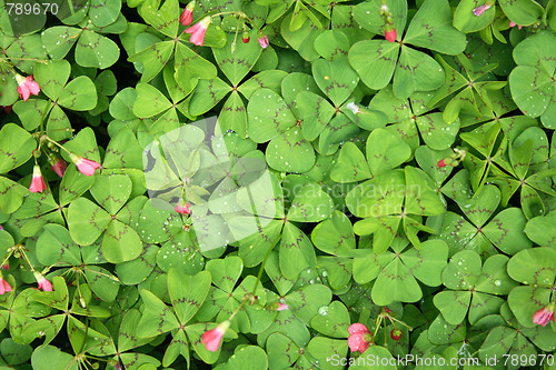 Image of green baclground