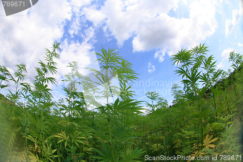 Image of marijuana and blue sky