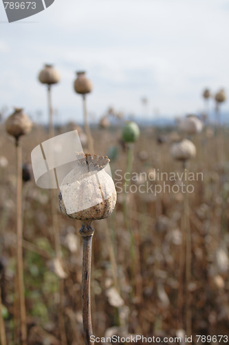 Image of poppy field