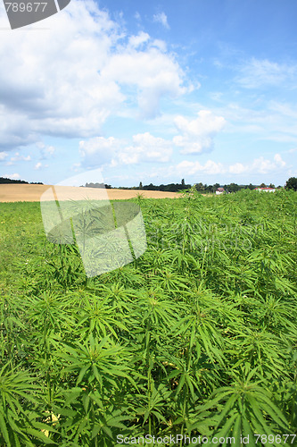 Image of marijuana and blue sky