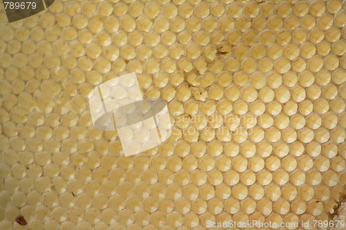 Image of empty honey cells