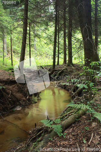 Image of nice forest river