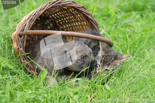 Image of cat and dog are friends