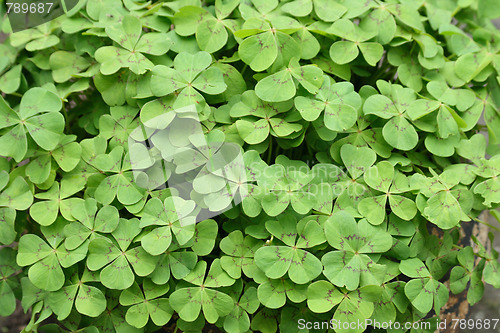 Image of green background