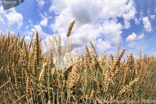 Image of corn and blue sky