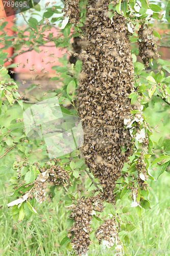 Image of cluster of bees