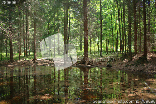 Image of green forest and river