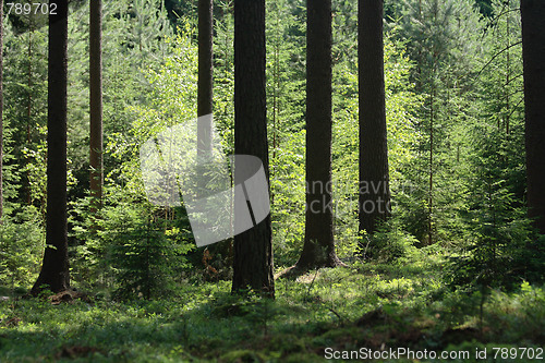 Image of green forest 