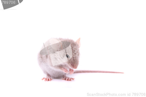 Image of mouse