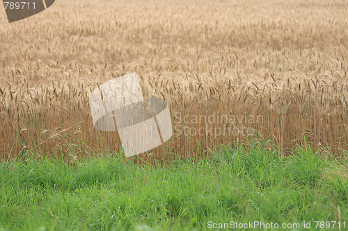 Image of golden corn 