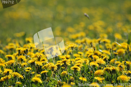 Image of dandelion background