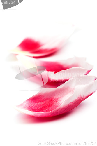 Image of pink tulip petals