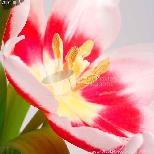 Image of pink tulip