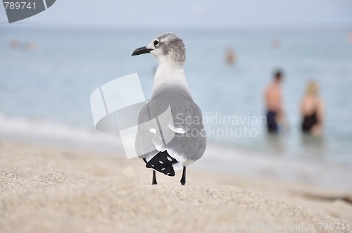 Image of sea gull