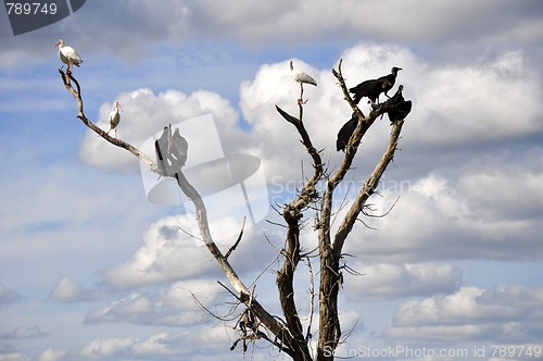 Image of tree with birds