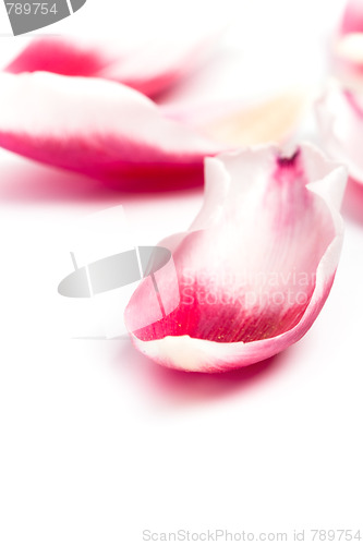 Image of pink tulip petals