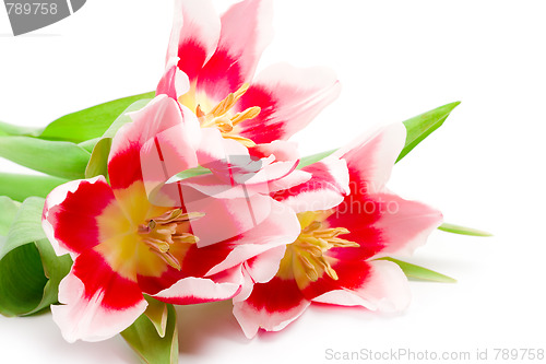 Image of three pink tulips 
