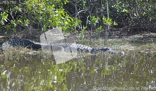 Image of everglades alligator