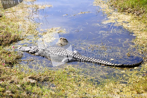 Image of everglades alligator