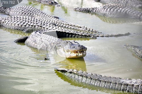 Image of everglades alligator