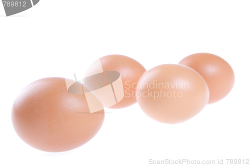 Image of Egg, Bird