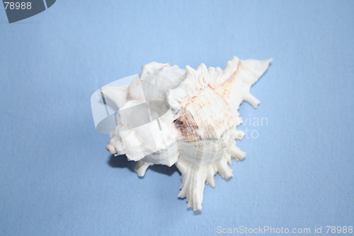 Image of Shell