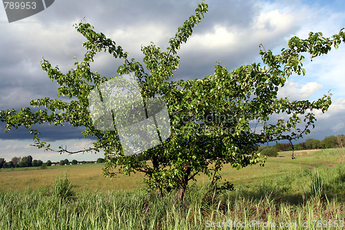 Image of Storm clouds over the field