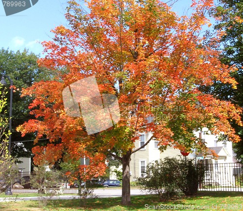 Image of Fall time tree