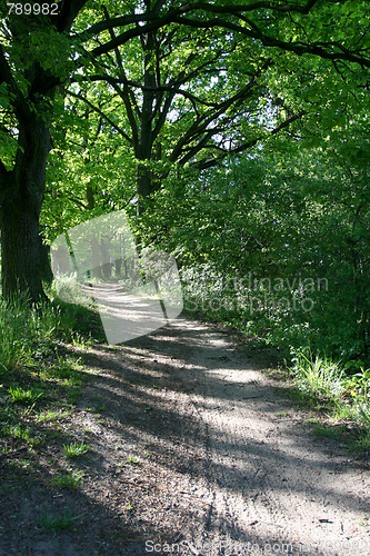 Image of Green forest