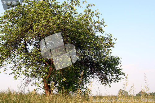 Image of Field