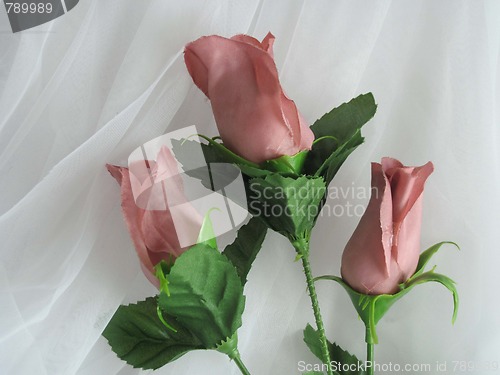 Image of Three roses on white background