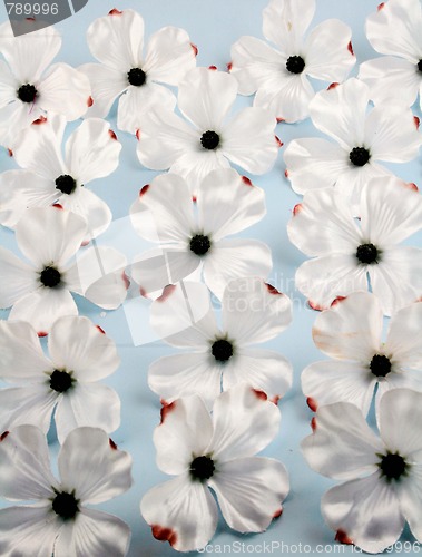 Image of Dogwood flowers on blue background