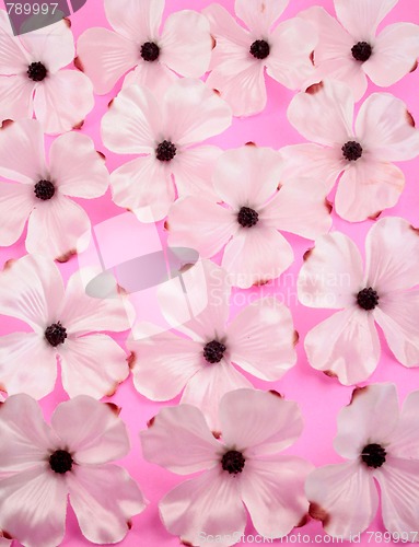 Image of White dogwood flower background