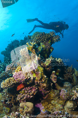 Image of Diving The Red Sea