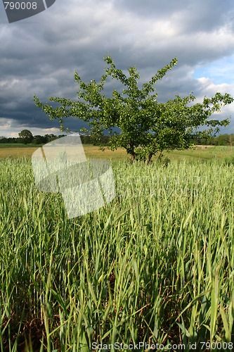 Image of Storm clouds over the field