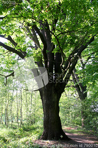 Image of Green forest