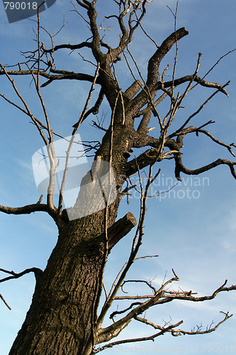 Image of Dry tree