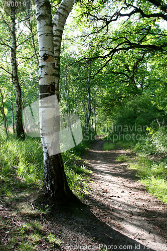 Image of Green forest