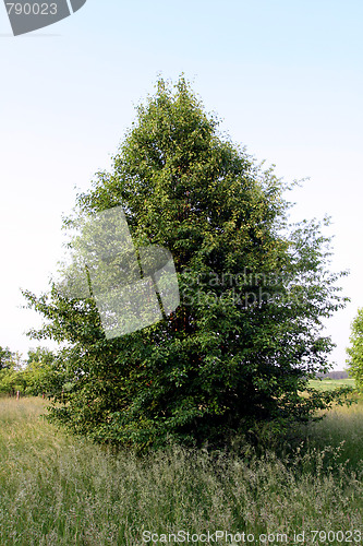 Image of Field