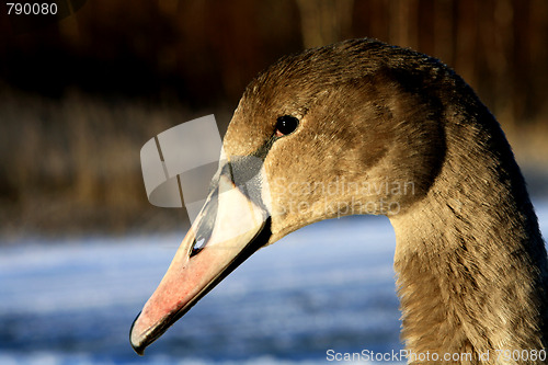 Image of Cygnet - Swan