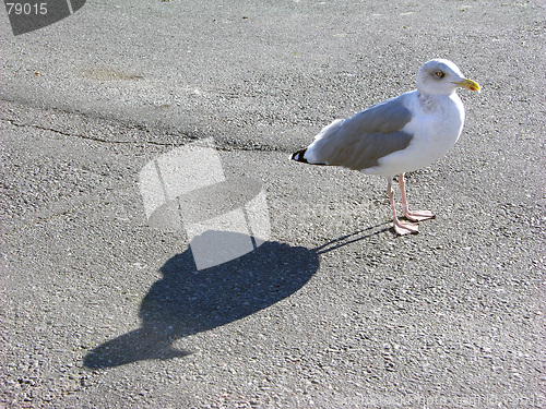 Image of Gull on quay