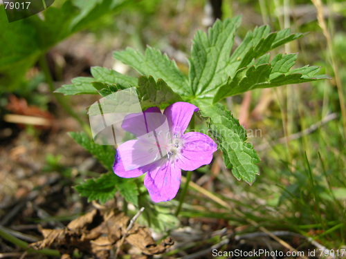 Image of Hepatica Anemone