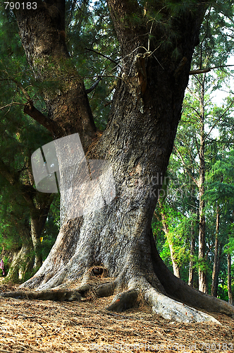 Image of Giant Tree in the rain forest.