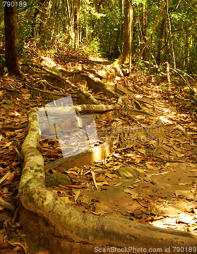 Image of Giant Tree in the rain forest.