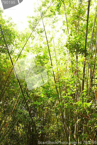 Image of Bamboo in the rain forest.